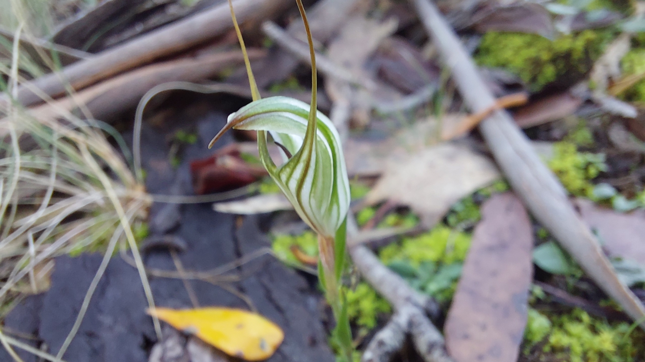 Striped Greenhood (Pterostylis alata)