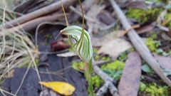 Pterostylis alata