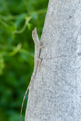 Anolis argenteolus
