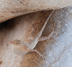 Anolis argenteolus