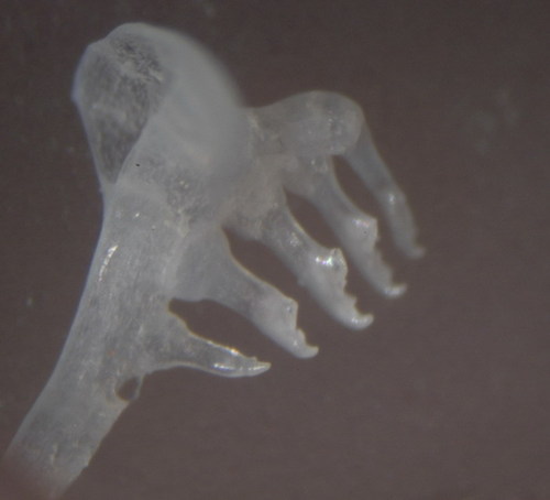 Opsopoeodus emiliae
