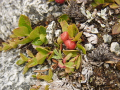 Gaultheria humifusa