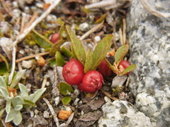 Gaultheria humifusa