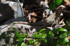 Cyclura nubila