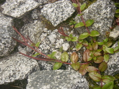 Epilobium leptocarpum