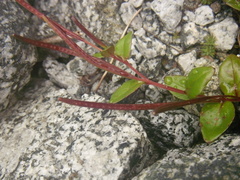 Epilobium leptocarpum