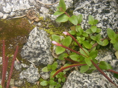 Epilobium leptocarpum
