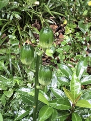 Cardiocrinum cordatum