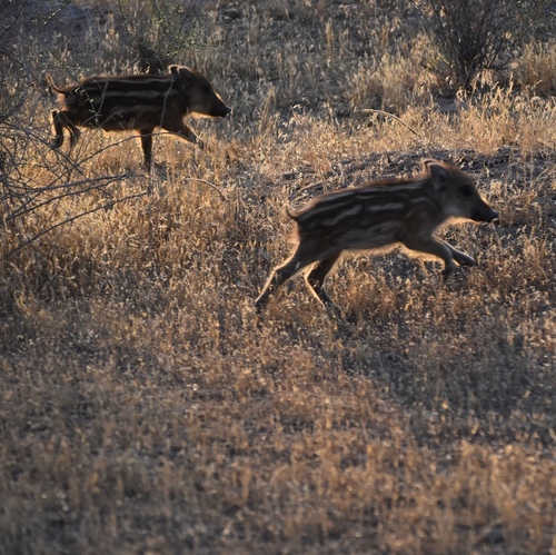 (c) JR Ferrer-Paris, some rights reserved (CC BY)