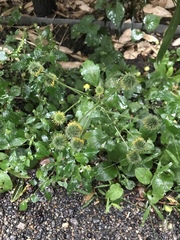 Geum japonicum