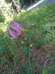 Lilium kelloggii