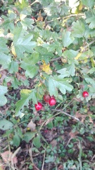 Crataegus monogyna