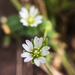 Common Mouse-ear Chickweed - Photo (c) Jason Headley, some rights reserved (CC BY-NC), uploaded by Jason Headley