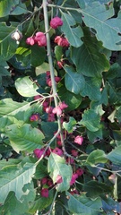 Euonymus europaeus