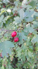 Crataegus monogyna