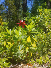Lilium bolanderi