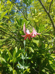 Lilium bolanderi