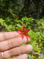Lilium bolanderi
