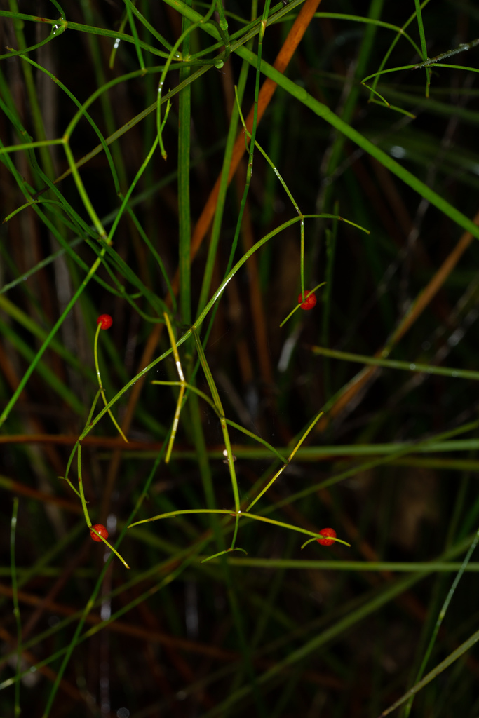 Durringtonia
