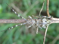 Hexatricha pulverulenta