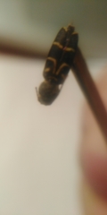 Xylotrechus antilope