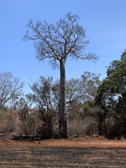 Brachychiton