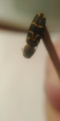 Xylotrechus antilope