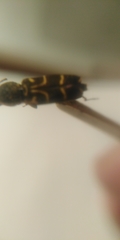 Xylotrechus antilope