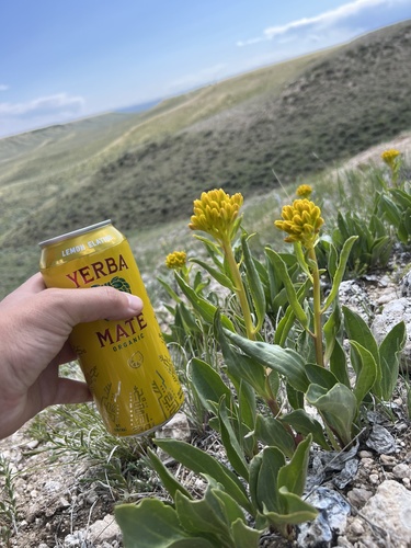 desert yellowhead (Yermo xanthocephalus)