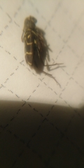 Xylotrechus antilope