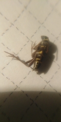 Xylotrechus antilope