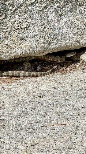 iNaturalist observation photo of Northern Pacific Rattlesnake