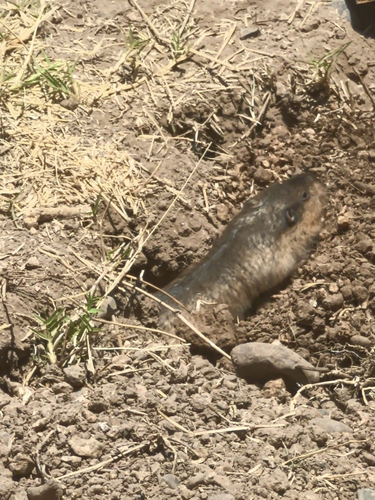 Southern Pocket Gopher
