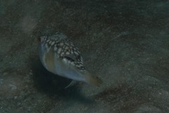 Amblyrhynchote honckenii