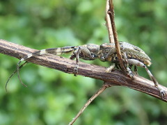 Hexatricha pulverulenta