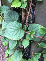 Hydrangea hydrangeoides