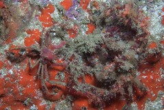 Achaeopsis spinulosa