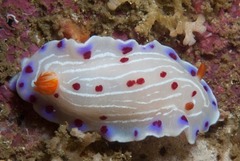 Hypselodoris capensis