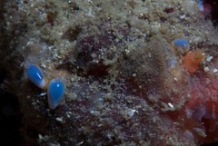 Gibberula dulcis