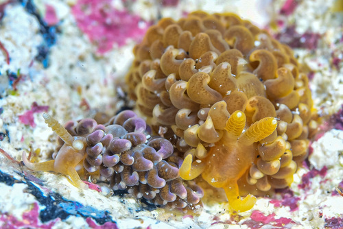 Spurilla neapolitana