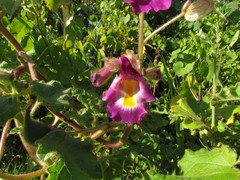 Proboscidea louisianica fragrans