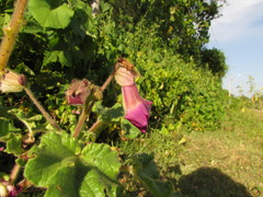 Proboscidea louisianica fragrans
