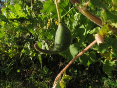Proboscidea louisianica fragrans