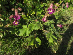 Proboscidea louisianica fragrans