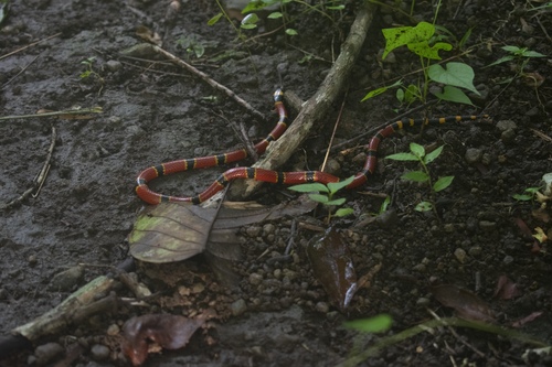 Photo of a Nayarit Coral Snake (Micrurus proximans)
