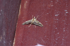 Agrioglypta fulguralis