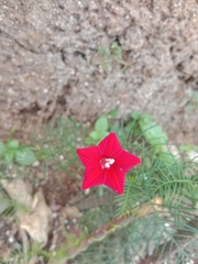 Ipomoea quamoclit