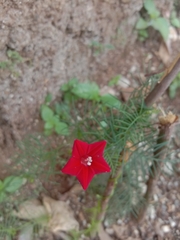 Ipomoea quamoclit