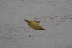 Canaea ryukyuensis