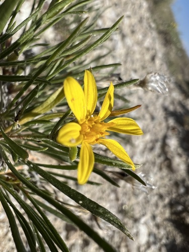 Branched False Goldenweed (Oonopsis multicaulis)